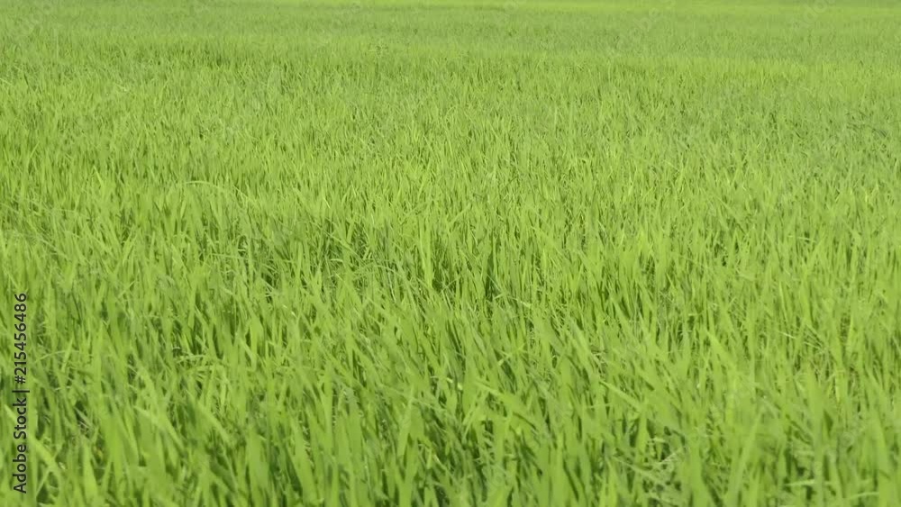 Green field with rice stalks swaying in the wind, moving video Green field with rice stalks swaying in the wind, moving video