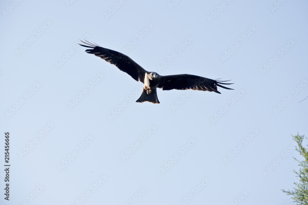 Obraz premium black kite
