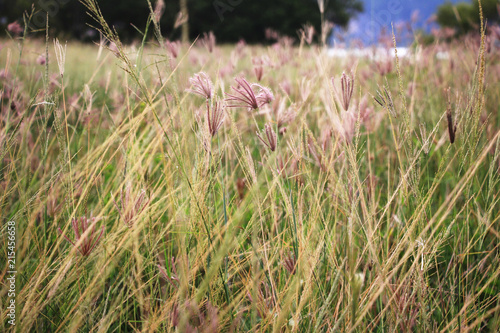 Buffalo grass in the meadow.