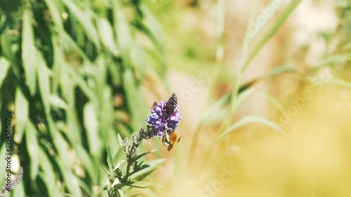 Bee collecting pollen from flowers photo