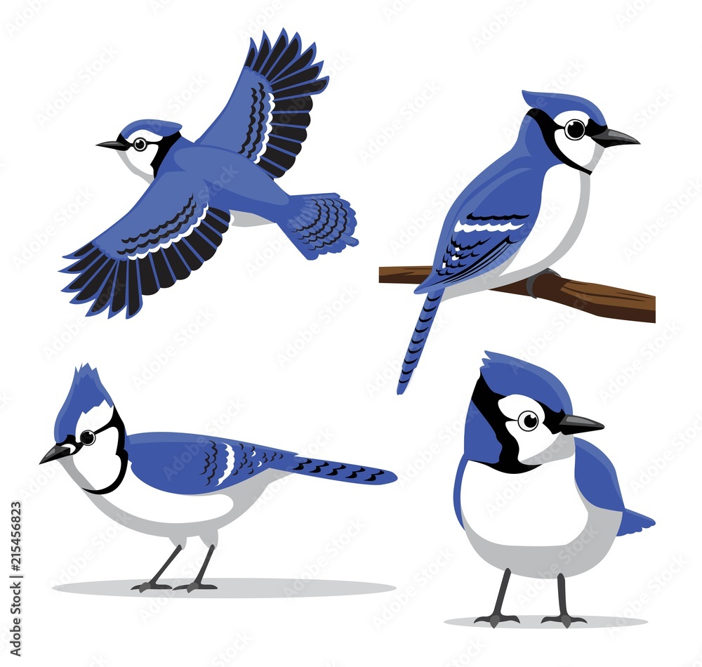 Cute baby Blue Jay in Cartoon Style on white background