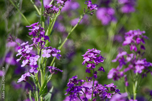 Purple flowers field