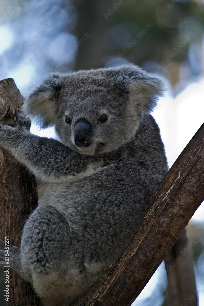 Obraz premium australijski koala
