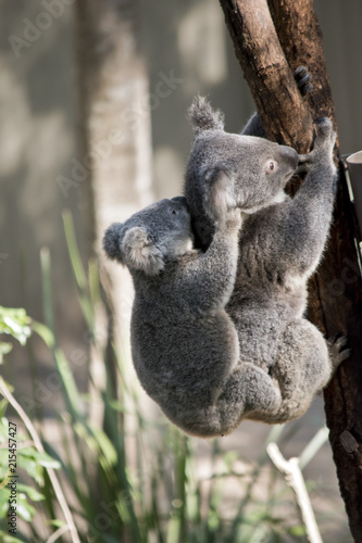mother koala and joey
