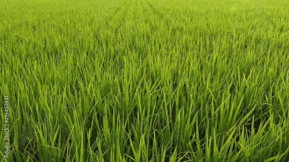 Green field with rice stalks swaying in the wind, Green field with rice stalks swaying in the wind,