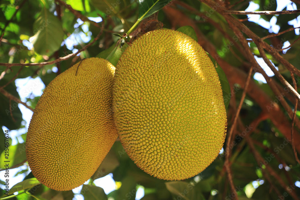 Jack fruit on the tree in the clear weather day. Jack fruit on the tree in the clear weather day.