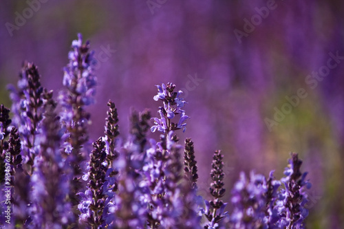 Lavender field