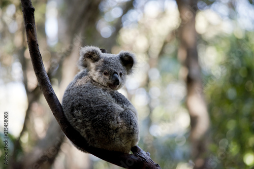 Fototapeta Naklejka Na Ścianę i Meble -  a joey koala