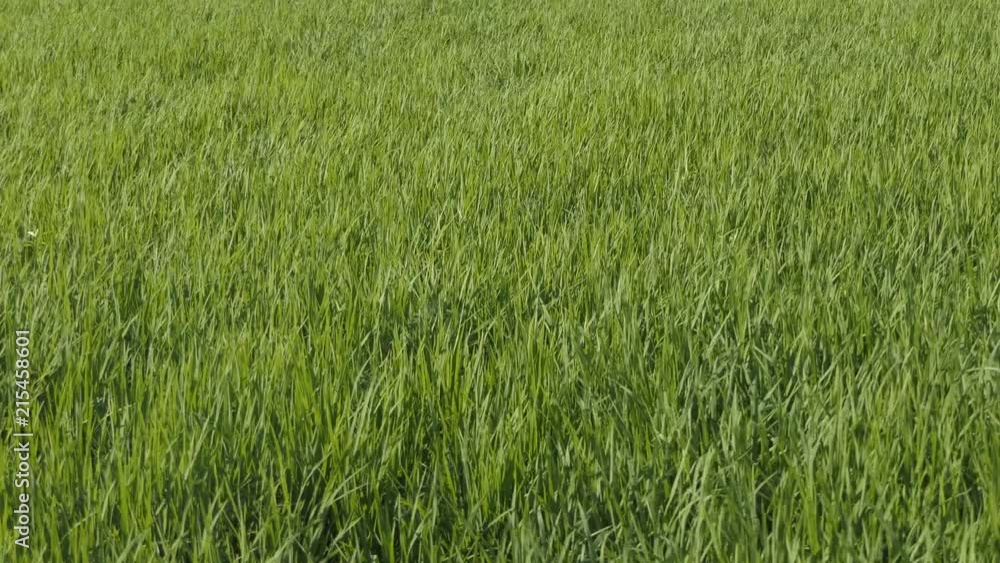 Green field with rice stalks swaying in the wind, Green field with rice stalks swaying in the wind,