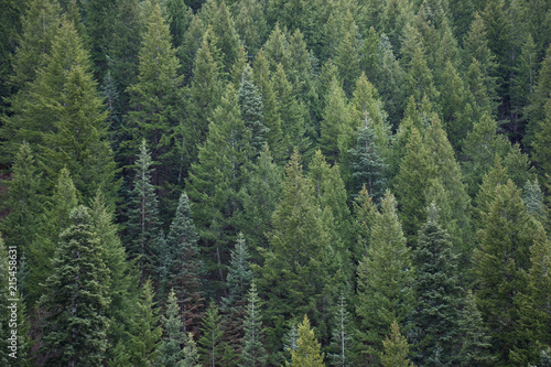 Forest of Evergreen Trees