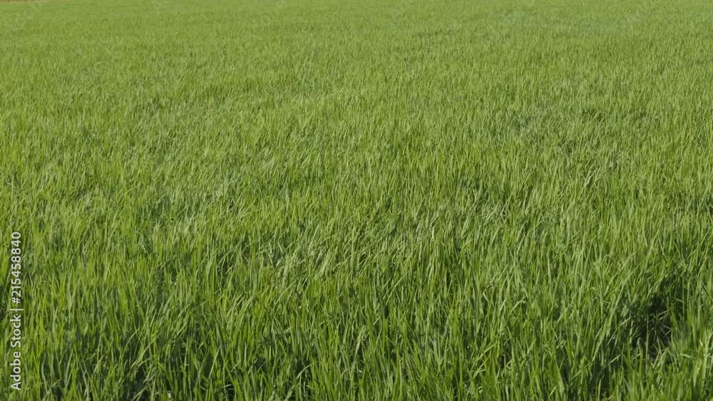 Green field with rice stalks swaying in the wind, Green field with rice stalks swaying in the wind,