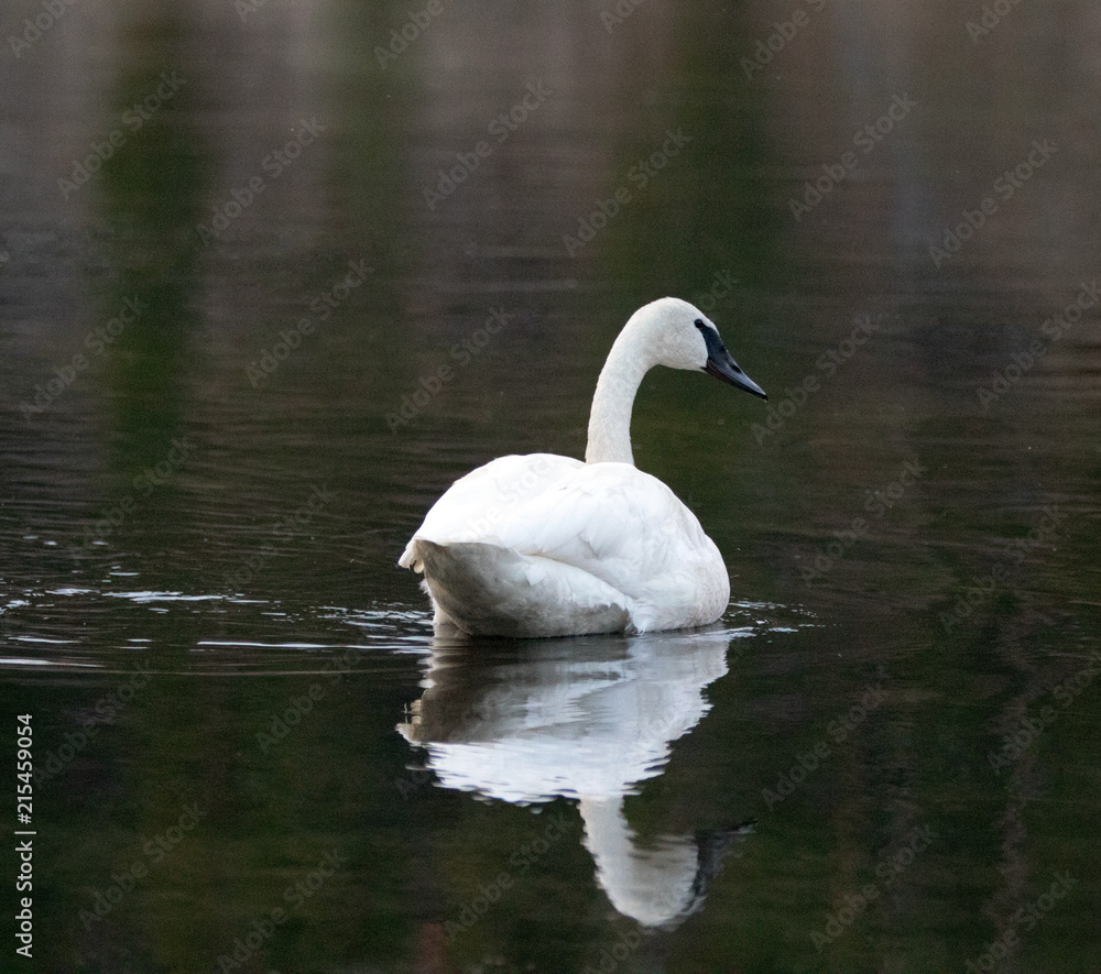 Trumpeter Swan in Yellowstone River at dawn in Yellowstone National Park in Wyoming United States Trumpeter Swan in Yellowstone River at dawn in Yellowstone National Park in Wyoming United States