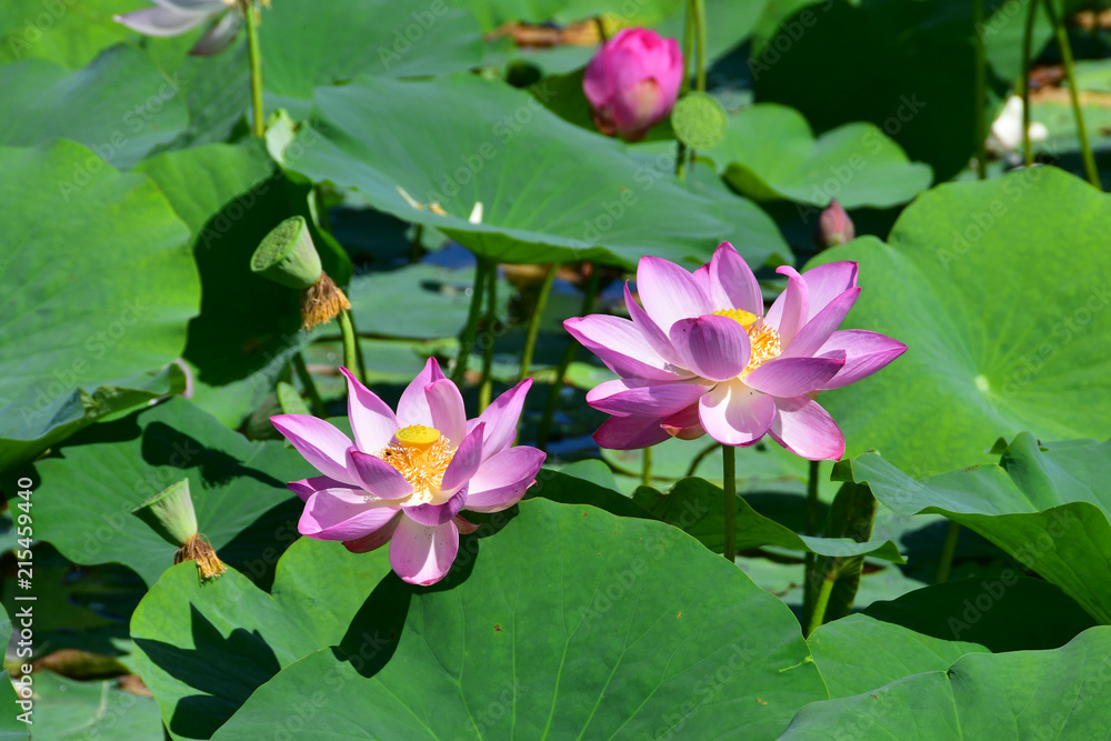 Komarov Lotus, or nut-bearing Lotus (Nelumbo komarovii, Nelumbo nucifera) on a small lake in the village of Novogordeevka. Anuchinsky district, Primorsky Krai Komarov Lotus, or nut-bearing Lotus (Nelumbo komarovii, Nelumbo nucifera) on a small lake in the village of Novogordeevka. Anuchinsky district, Primorsky Krai