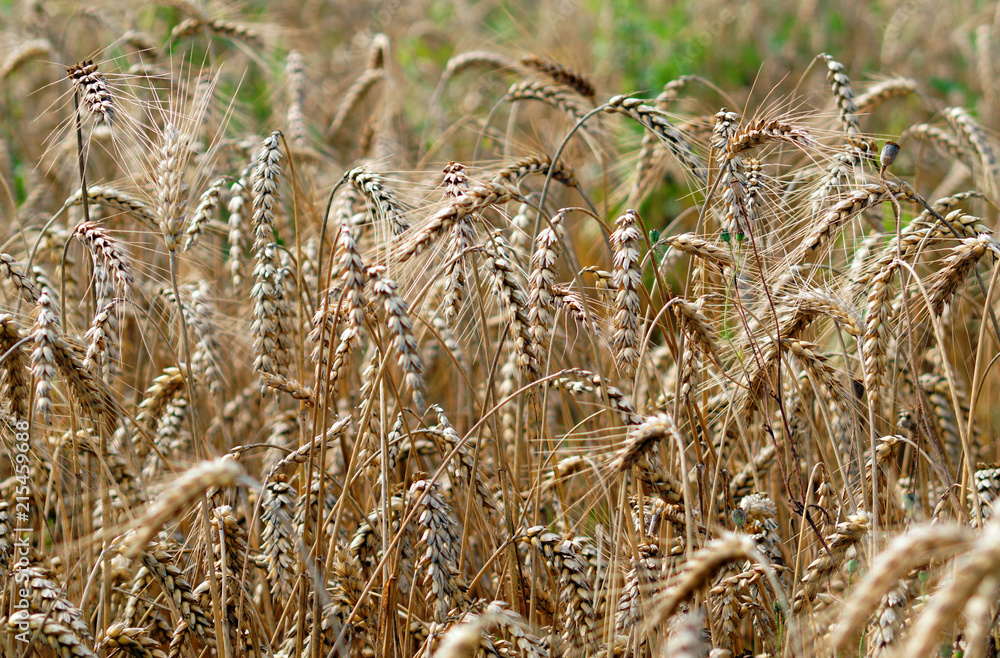 Ripe ears of barley in field during harvest close up.