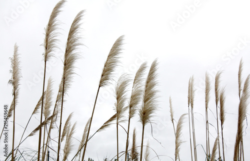 Obraz na płótnie Phragmites grass in the garden w salonie