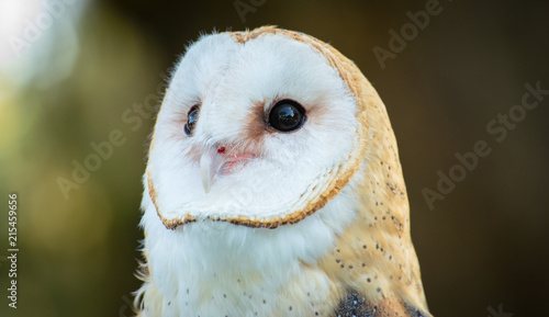 Eastern Barn Owl