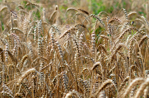 Obraz na płótnie Ripe ears of barley in field during harvest close up. w salonie