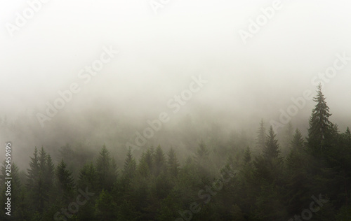 forest in the rain and fog
