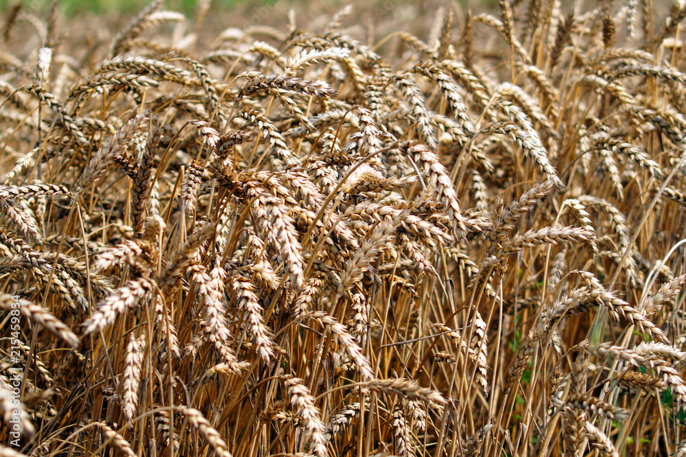 Ripe ears of wheat in field during harvest close up.