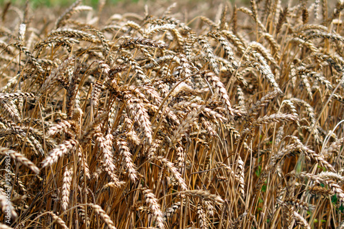 Obraz na płótnie Ripe ears of wheat in field during harvest close up. w salonie