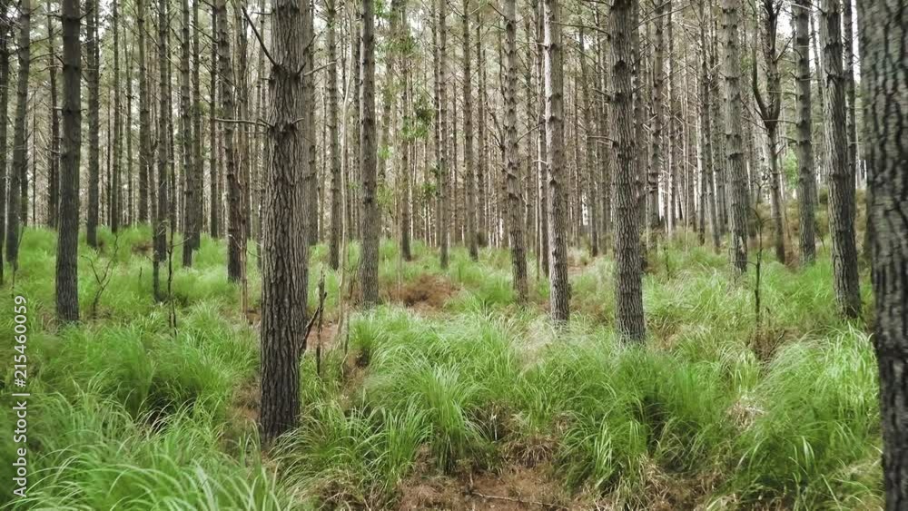 Tracking shot through pine forrest Tracking shot through pine forrest