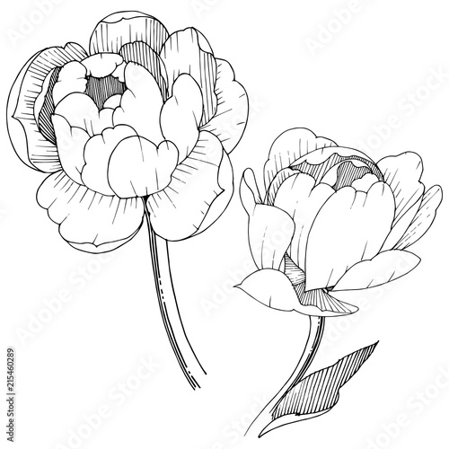 Peony in a vector style isolated. Full name of the plant: peony. Vector flower for background, texture, wrapper pattern, frame or border.