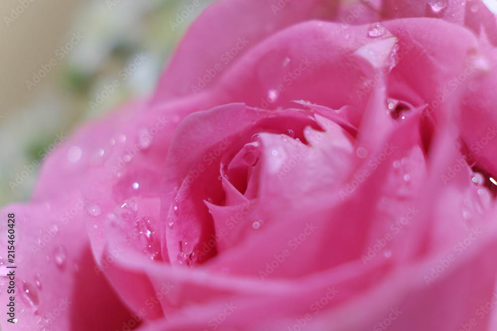 Beautiful closeup of fresh pink rose with drizzle of water drop on petal