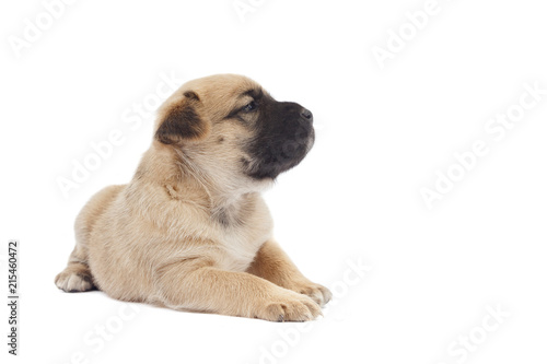 small baby dog or puppy looking up to white background