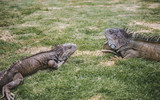 Large wild iguanas roaming free in the famous Parque Senimario, also known as Iguana Park, in Guayaquil, Ecuador