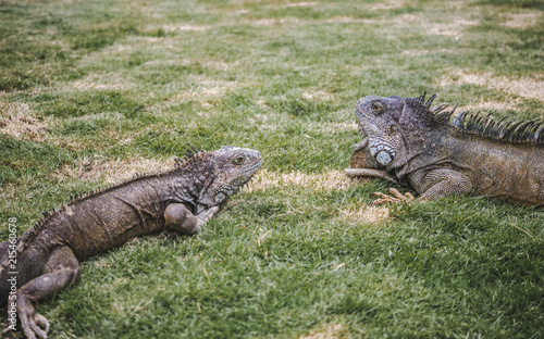 Large wild iguanas roaming free in the famous Parque Senimario  also known as Iguana Park  in Guayaquil  Ecuador