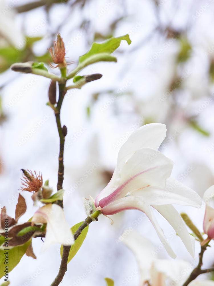 Obraz premium 辛夷の花