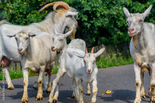 a herd of goats is walking along the road