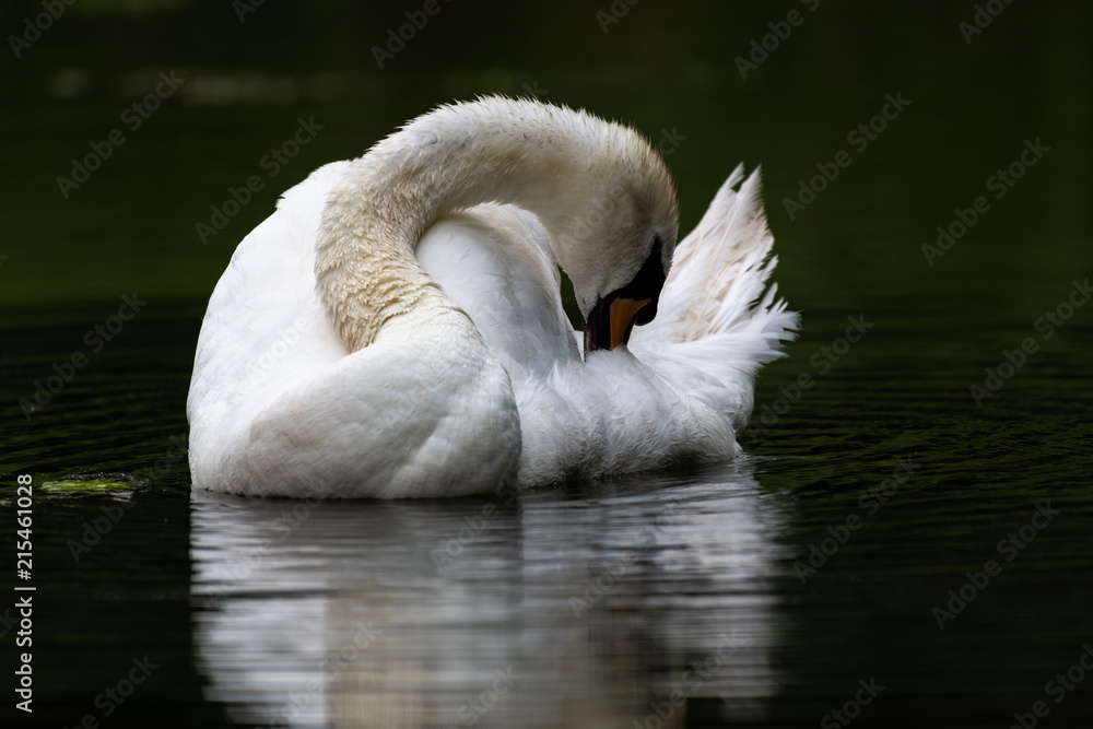 Mute swan (Cygnus olor)