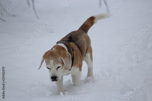 Fototapeta Naklejka Na Ścianę i Meble -  Beagle in the snow in munich, germany