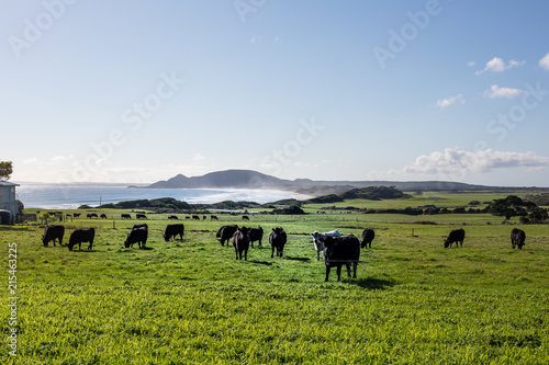Cows in pasture at Green Point Beach, north west Tasmania, Australia