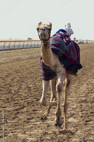 Camel racing in Dubai with a robot jockey on the track