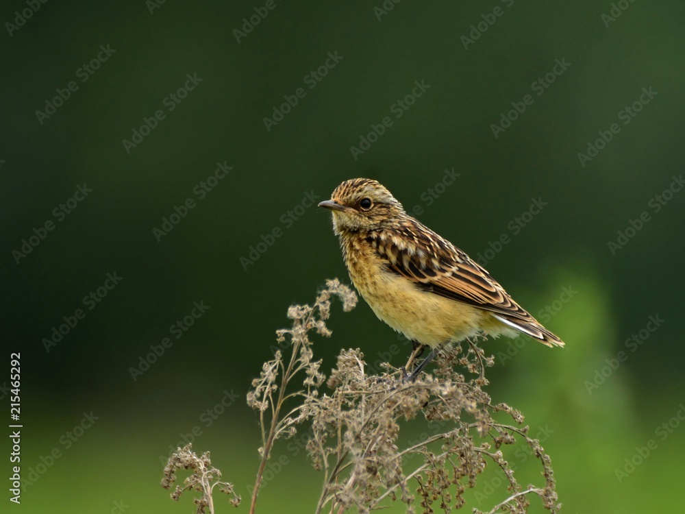 Fototapeta premium The young whinchat (Saxicola rubetra)