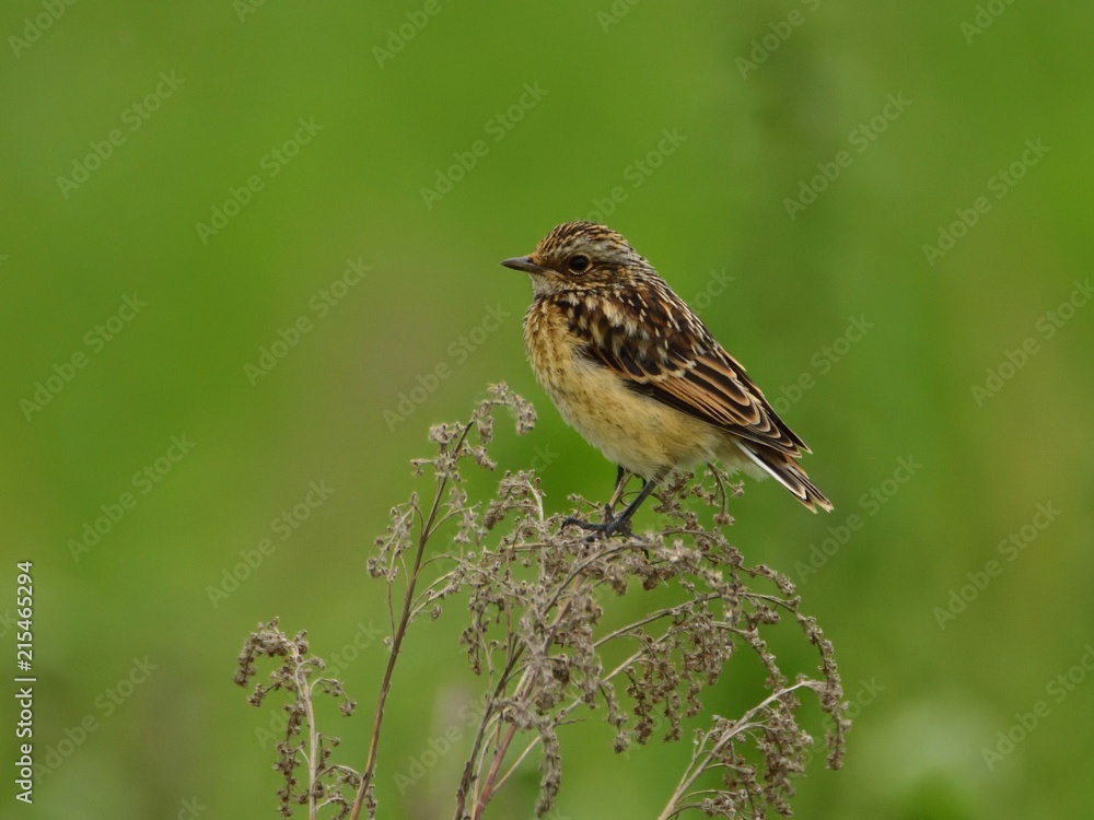 The young whinchat (Saxicola rubetra) The young whinchat (Saxicola rubetra)