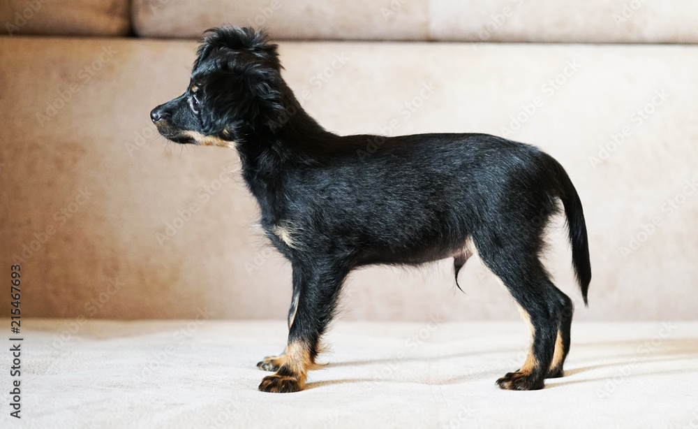 Puppy Toy Terrier Russian
