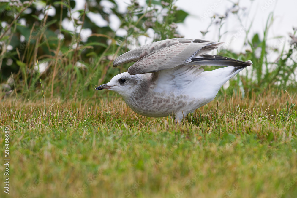 The flying-up young seagull close-up The flying-up young seagull close-up