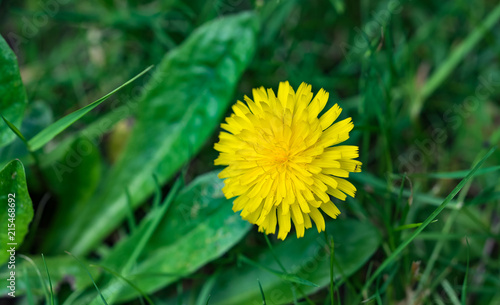 Fototapeta Naklejka Na Ścianę i Meble -  Gewöhnlicher Löwenzahn