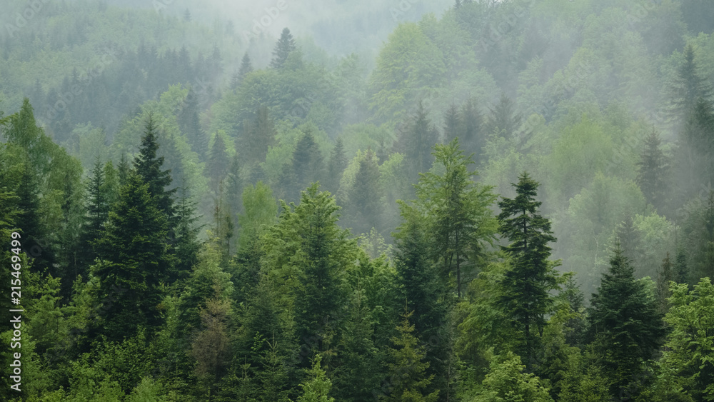 Telephoto shot of misty coniferous forest at Carpathian mountains, Ukraine. Overcast spring day after rain. Natural background. Ecology concept of clear environment. Scenic landscape of wild nature. Telephoto shot of misty coniferous forest at Carpathian mountains, Ukraine. Overcast spring day after rain. Natural background. Ecology concept of clear environment. Scenic landscape of wild nature.