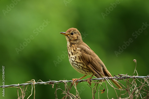 The song thrush (Turdus philomelos)