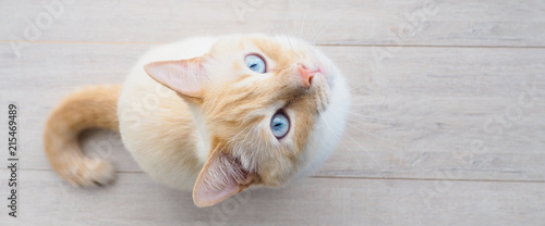 banner for website, sweet young white cat with blue eyes plays, rests, stretches,