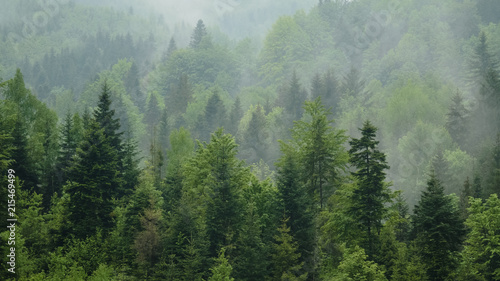 Telephoto shot of misty coniferous forest at Carpathian mountains, Ukraine. Overcast spring day after rain. Natural background. Ecology concept of clear environment. Scenic landscape of wild nature.