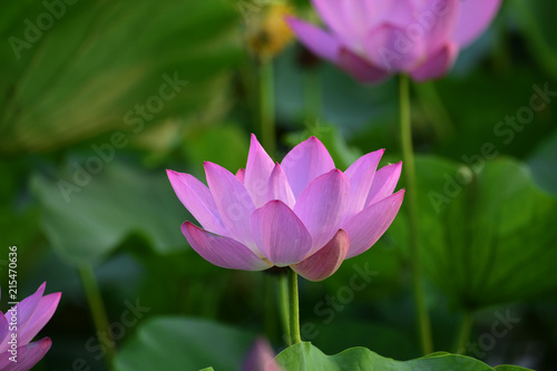 Blooming lotus flowers in the park