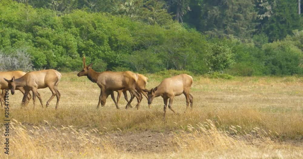 Close up of Roosevelt Elk Walking Across a Dry Field Close up of Roosevelt Elk Walking Across a Dry Field