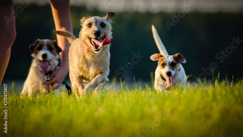 A pack of jack russell terriers running on meadow in the rays of the setting sun.