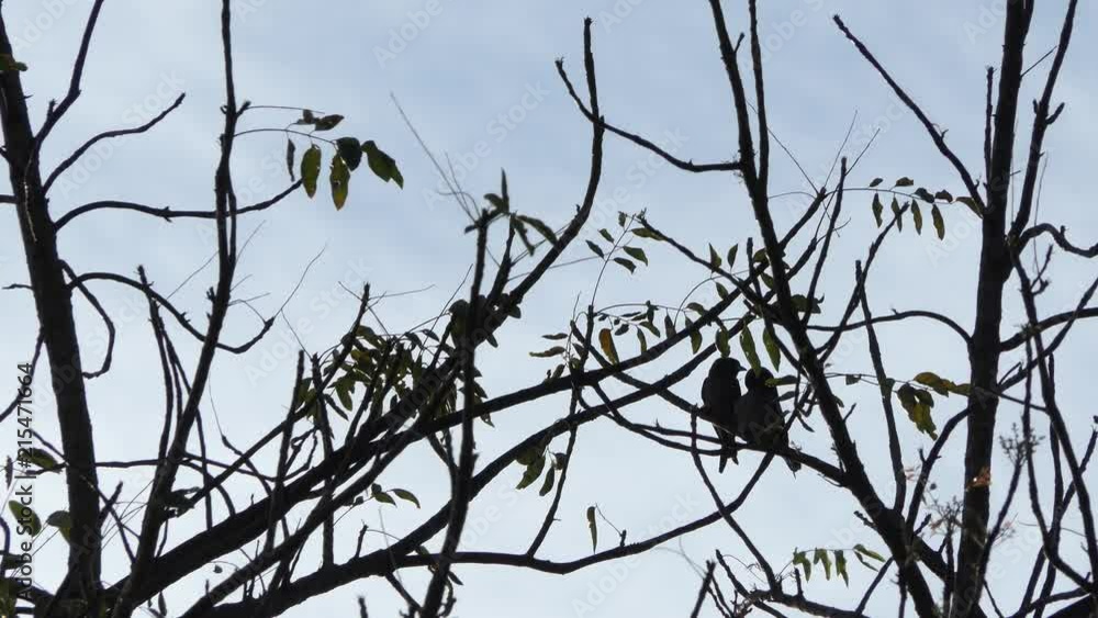 Shadow of a bird on a tree in countryside., Shadow of a bird on a tree in countryside.,