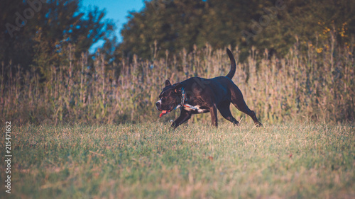A large, black, dangerous dog is running across the autumnal winter field. Amstaff Mix.